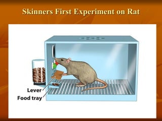 Skinners First Experiment on Rat
 