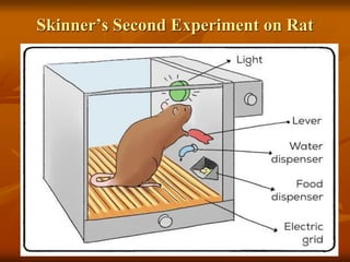 Skinner’s Second Experiment on Rat
 