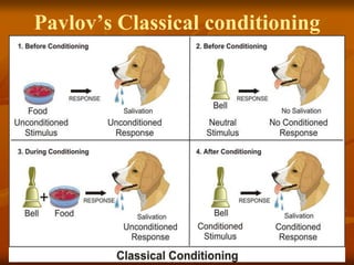 Pavlov’s Classical conditioning
 