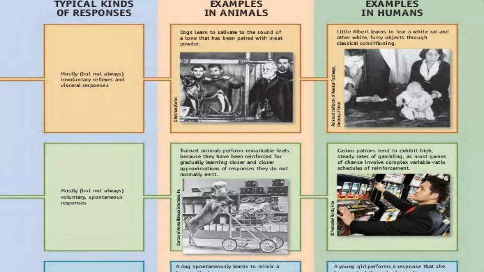 Learning in Psychology,, presentation 1.pptx