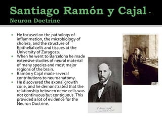  He focused on the pathology of
inflammation, the microbiology of
cholera, and the structure of
Epithelial cells and tissues at the
University of Zaragoza.
 When he went to Barcelona he made
extensive studies of neural material
of many species and most major
regions of the brain.
 Ramón y Cajal made several
contributions to neuroanatomy.
 He discovered the axonal growth
cone, and he demonstrated that the
relationship between nerve cells was
not continuous but contiguous.This
provided a lot of evidence for the
Neuron Doctrine.
 