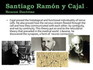 Cajal proved the histological and functional individuality of nerve
cells. He also proved how the nervous stream flowed through the
cell and how they communicated with each other: by contiguity,
and not by continuity.This theory put an end to the reticularist
theory that prevailed in the medical world. Likewise, he
discovered the synapses, a form of neuron connection.
 