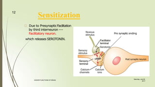 Due to PresynapticFacilitation
by third interneuron ---
Facilitatory neuron.
which releases SEROTONIN.
12
Sensitization
Post synapticneuron
Pre synaptic ending
Saturday, July 29,
2017
HIGHER FUNCTIONS OF BRAIN.
 