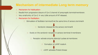 Mechanism of intermediate Long term memory
Mechanism for Habituation-
Results from progressive closure of Ca+2 channel of presynaptic terminalmembrane
Very small entry of Ca+2  very Little amount of NT released.
Mechanism for Facilitation-
Stimulation of facilitator terminal B at the same time of sensory terminalA
Serotonin released by the sensory terminalB
Itacts on the serotonin receptor in sensory terminal Amembrane
Receptor activate enzyme Adenylyl cyclase atmembrane
Formation of cAMP insideA
cAMP activates ProteinKinase
 