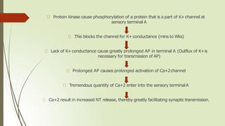Protein kinase cause phosphorylation of a protein that is a part of K+channel at
sensory terminal A
This blocks the channel for K+conductance (mins to Wks)
Lack of K+conductance cause greatly prolonged AP in terminal A (Outflux of K+is
necessary for transmission of AP)
Prolonged AP causes prolonged activation of Ca+2channel
Tremendous quantity of Ca+2 enter into the sensory terminalA
Ca+2 result in increased NT release, thereby greatly facilitating synaptic transmission.
 