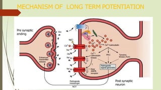 MECHANISM OF LONG TERM POTENTIATION
Pre synaptic
ending
Post synaptic
neuron
 