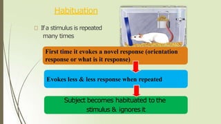 Habituation
Ifa stimulus is repeated
many times
First time it evokes a novel response (orientation
response or what is it response)
Evokes less & less response when repeated
Subject becomes habituated to the
stimulus & ignores it
 