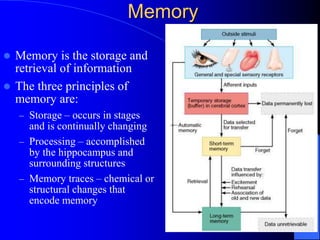 Storage In Memory Comprehensive Overview of Learning and Memory Mechanisms in Human ...