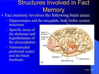 Comprehensive Overview of Learning and Memory Mechanisms in Human ...