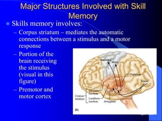 Comprehensive Overview of Learning and Memory Mechanisms in Human ...