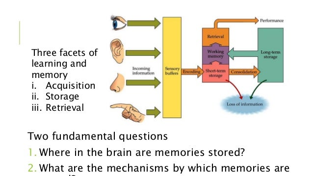 Learning & memory 2013