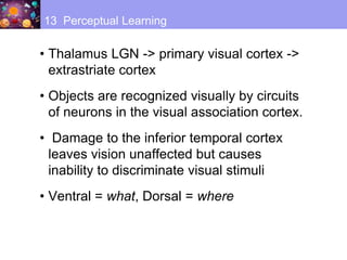 • Thalamus LGN -> primary visual cortex ->
extrastriate cortex
• Objects are recognized visually by circuits
of neurons in the visual association cortex.
• Damage to the inferior temporal cortex
leaves vision unaffected but causes
inability to discriminate visual stimuli
• Ventral = what, Dorsal = where
13 Perceptual Learning
 
