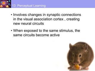 • Involves changes in synaptic connections
in the visual association cortex , creating
new neural circuits
• When exposed to the same stimulus, the
same circuits become active
13 Perceptual Learning
 