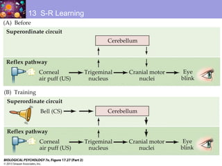 13 S-R Learning
 