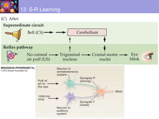 13 S-R Learning
 