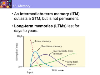 • An intermediate-term memory (ITM)
outlasts a STM, but is not permanent.
• Long-term memories (LTMs) last for
days to years.
13 Memory
 