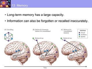 • Long-term memory has a large capacity.
• Information can also be forgotten or recalled inaccurately.
13 Memory
 