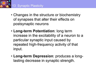 • Changes in the structure or biochemistry
of synapses that alter their effects on
postsynaptic neurons
• Long-term Potentiation: long term
increase in the excitability of a neuron to a
particular synaptic input caused by
repeated high-frequency activity of that
input.
• Long-term Depression: produces a long-
lasting decrease in synaptic strength.
13 Synaptic Plasticity
 