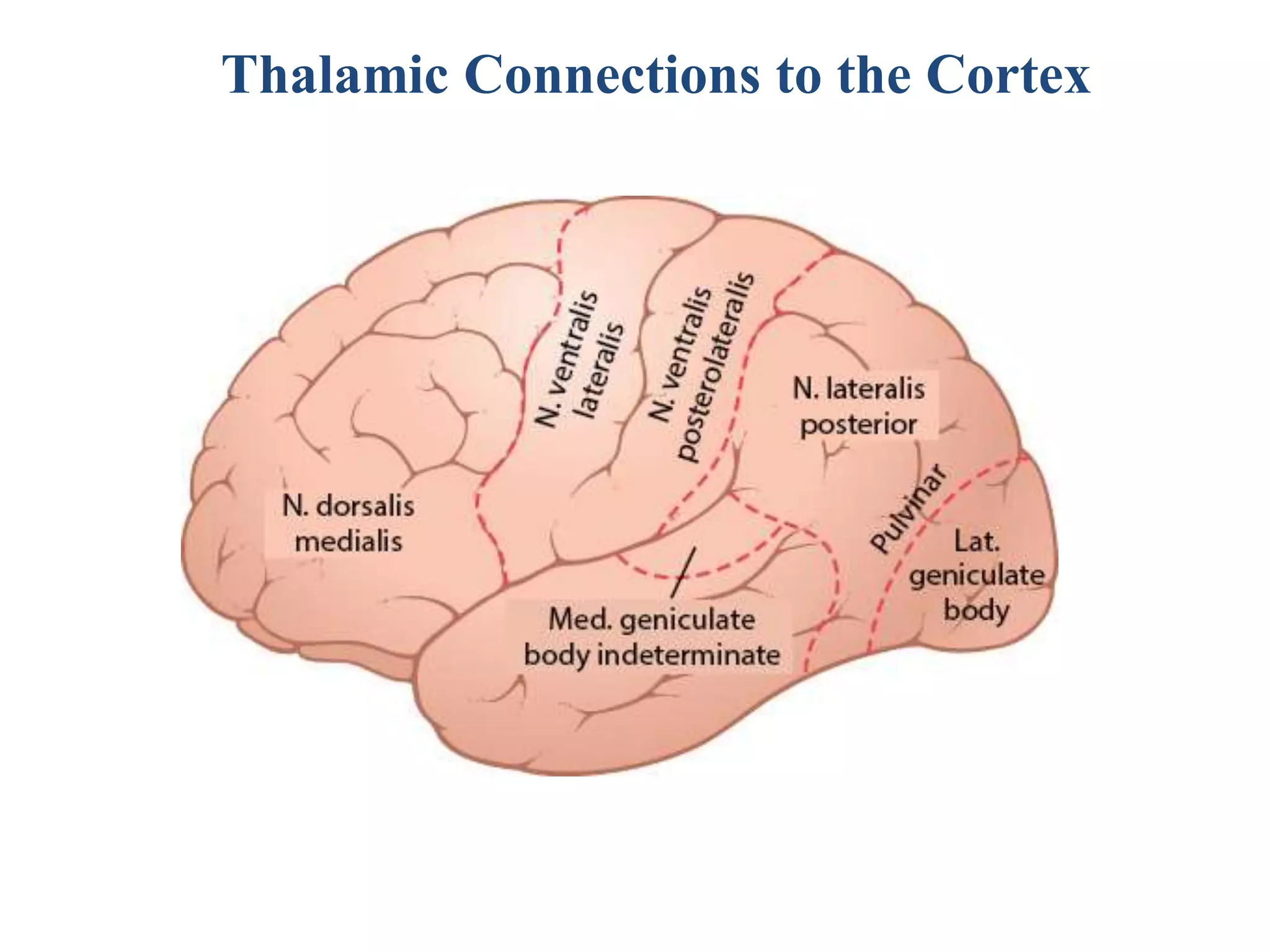 Cerebral Cortex, Intellectual Functions of the Brain, Learning, and ...