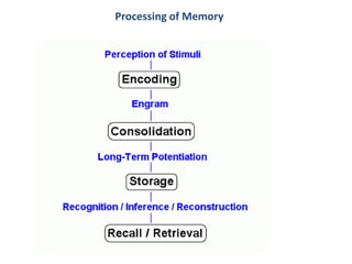 Memory Induction Cerebral Cortex, Intellectual Functions of the Brain, Learning, and ...