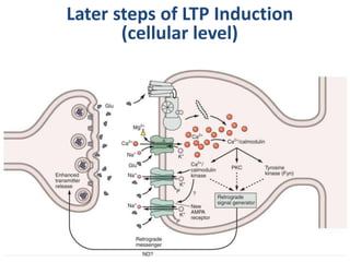 Cortex Ltp Cerebral Cortex, Intellectual Functions of the Brain, Learning, and ...