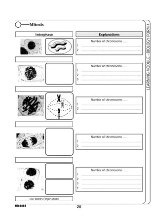 20 
LEARNING MODULE - BIOLOGY FORM 4 
Min2009 
Mitosis 
Interphase Explanations 
Number of chromosome ..... 
1 ................................................................... 
2 ................................................................... 
Number of chromosome ..... 
1 ................................................................... 
2 ................................................................... 
3 ................................................................... 
Number of chromosome ..... 
1 ................................................................... 
2 ................................................................... 
Number of chromosome ..... 
1 ................................................................... 
2 ................................................................... 
Number of chromosome ..... 
1 ................................................................... 
2 ................................................................... 
3 ................................................................... 
4 ................................................................... 
Use Ward’s Finger Model 
 