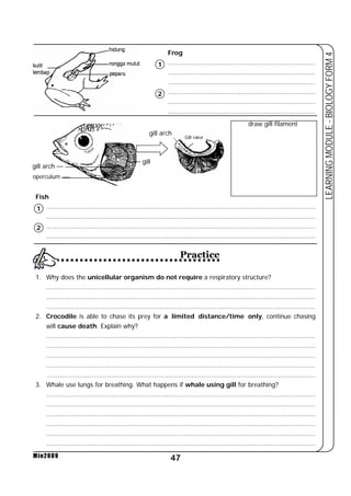 1 
2 
gill arch 
Practice 
47 
LEARNING MODULE - BIOLOGY FORM 4 
gill arch 
operculum 
1 
2 
Min2009 
Frog 
........................................................................... 
........................................................................... 
........................................................................... 
........................................................................... 
........................................................................... 
........................................................................... 
Fish 
gill 
Gill raker 
draw gill filament 
......................................................................................................................................... 
......................................................................................................................................... 
......................................................................................................................................... 
......................................................................................................................................... 
1. Why does the unicellular organism do not require a respiratory structure? 
......................................................................................................................................... 
......................................................................................................................................... 
......................................................................................................................................... 
2. Crocodile is able to chase its prey for a limited distance/time only, continue chasing 
will cause death. Explain why? 
......................................................................................................................................... 
......................................................................................................................................... 
......................................................................................................................................... 
......................................................................................................................................... 
......................................................................................................................................... 
3. Whale use lungs for breathing. What happens if whale using gill for breathing? 
......................................................................................................................................... 
......................................................................................................................................... 
......................................................................................................................................... 
......................................................................................................................................... 
......................................................................................................................................... 
......................................................................................................................................... 
 