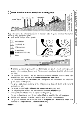 Map below shows the effect of succession in mangrove after 20 years. Complete the diagram 
below by using appropriate symbol. 
• What are the changes after 20 years? 
55 
LEARNING MODULE - BIOLOGY FORM 4 
A 
S 
R 
B 
Min2009 
The bank getting higher 
because of the deposition 
dead organic matter  mud. 
B 
• Avicennia sp. (pokok api-api putih) and Sonneratia sp. (pokok perepat) are the pioneer 
species in the muddy and sandy bank. This species are able to stands a high salinity, wave 
and wind. 
• The extensive root system traps and collects the sediment, including organic matter from 
decaying plant parts. The soil become more compact and firm (kukuh). 
• This condition favours the Rhizophora sp. Consequently, the Avicennia sp. and Sonneratia 
sp. are replace by Rhizophora. 
• The prop roots (akar jangkang) of the Rhizophora sp. traps silt (selut) and mud and 
creating firmer soil. 
• The ground (or bank) getting higher and less submerged by sea water. 
• The soil getting firm and hard and this condition favours the Brugueira sp. 
• Consequently, the Rhizophora sp. is replaced by Brugueira sp. 
• The root of Brugueira sp. traps silt and mud and further modified the soil structure. 
• Over the time, plants like nipah and Pandanus begin to replace the Brugueira sp. 
• The gradual transition and succession from a mangrove to a terrestrial forest and 
eventually to a tropical forest—a climax community. 
B 
B 
B 
B 
B 
B 
B 
B 
B 
B 
B 
B 
B 
Year 2000 Year 2020 
B B 
Colonisation  Succession in Mangrove 
Avicennia sp. 
Sonneratia sp. 
Rhizophora sp. 
Brugueira sp. 
Muddy and sand bank 
F Forest 
high tide 
low tide 
Year 2020 Year 2000 
 