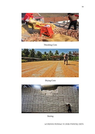 94
LEARNING MODULE IN AGRI-FISHERY ARTS
Threshing Corn
Drying Corn
Storing
 