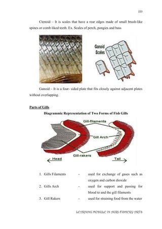 223
LEARNING MODULE IN AGRI-FISHERY ARTS
Ctenoid – It is scales that have a rear edges made of small brush-like
spines or comb liked teeth. Ex. Scales of perch, pongies and bass
Ganoid – It is a four- sided plate that fits closely against adjacent plates
without overlapping.
Parts of Gills
Diagrammic Representation of Two Forms of Fish Gills
1. Gills Filaments - used for exchange of gases such as
oxygen and carbon dioxide
2. Gills Arch - used for support and passing for
blood to and the gill filaments
3. Gill Rakers - used for straining food from the water
 