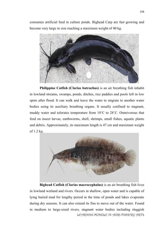 258
LEARNING MODULE IN AGRI-FISHERY ARTS
consumes artificial feed in culture ponds. Bighead Carp are fast growing and
become very large in size reaching a maximum weight of 40 kg.
Philippine Catfish (Clarias batrachus) is an air breathing fish inhabit
in lowland streams, swamps, ponds, ditches, rice paddies and pools left in low
spots after flood. It can walk and leave the water to migrate to another water
bodies using its auxiliary breathing organs. It usually confined to stagnant,
muddy water and tolerates temperature from 10˚C to 28˚C. Omnivorous that
feed on insect larvae, earthworms, shell, shrimps, small fishes, aquatic plants
and debris. Approximately, its maximum length is 47 cm and maximum weight
of 1.2 kg.
Bighead Catfish (Clarias macrocephalus) is an air breathing fish lives
in lowland wetland and rivers. Occurs in shallow, open water and is capable of
lying buried mud for lengthy period in the time of ponds and lakes evaporate
during dry seasons. It can also extend its fins to move out of the water. Found
in medium to large-sized rivers, stagnant water bodies including sluggish
 