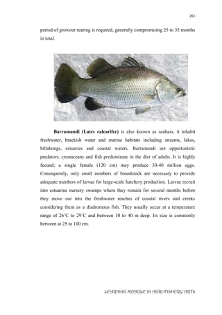 261
LEARNING MODULE IN AGRI-FISHERY ARTS
period of growout rearing is required, generally compromising 25 to 35 months
in total.
Barramundi (Lates calcarifer) is also known as seabass, it inhabit
freshwater, brackish water and marine habitats including streams, lakes,
billabongs, estuaries and coastal waters. Barramundi are opportunistic
predators; crustaceans and fish predominate in the diet of adults. It is highly
fecund; a single female (120 cm) may produce 30-40 million eggs.
Consequently, only small numbers of broodstock are necessary to provide
adequate numbers of larvae for large-scale hatchery production. Larvae recruit
into estuarine nursery swamps where they remain for several months before
they move out into the freshwater reaches of coastal rivers and creeks
considering them as a diadromous fish. They usually occur at a temperature
range of 26˚C to 29˚C and between 10 to 40 m deep. Its size is commonly
between at 25 to 100 cm.
 