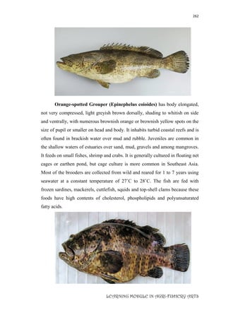 262
LEARNING MODULE IN AGRI-FISHERY ARTS
Orange-spotted Grouper (Epinephelus coioides) has body elongated,
not very compressed, light greyish brown dorsally, shading to whitish on side
and ventrally, with numerous brownish orange or brownish yellow spots on the
size of pupil or smaller on head and body. It inhabits turbid coastal reefs and is
often found in brackish water over mud and rubble. Juveniles are common in
the shallow waters of estuaries over sand, mud, gravels and among mangroves.
It feeds on small fishes, shrimp and crabs. It is generally cultured in floating net
cages or earthen pond, but cage culture is more common in Southeast Asia.
Most of the brooders are collected from wild and reared for 1 to 7 years using
seawater at a constant temperature of 27˚C to 28˚C. The fish are fed with
frozen sardines, mackerels, cuttlefish, squids and top-shell clams because these
foods have high contents of cholesterol, phospholipids and polyunsaturated
fatty acids.
 