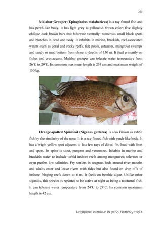 263
LEARNING MODULE IN AGRI-FISHERY ARTS
Malabar Grouper (Epinephelus malabaricus) is a ray-finned fish and
has perch-like body. It has light grey to yellowish brown color; five slightly
oblique dark brown bars that bifurcate ventrally; numerous small black spots
and blotches in head and body. It inhabits in marine, brackish, reef-associated
waters such as coral and rocky reefs, tide pools, estuaries, mangrove swamps
and sandy or mud bottom from shore to depths of 150 m. It feed primarily on
fishes and crustaceans. Malabar grouper can tolerate water temperature from
26˚C to 29˚C. Its common maximum length is 234 cm and maximum weight of
150 kg.
Orange-spotted Spinefoot (Siganus guttatus) is also known as rabbit
fish by the similarity of the nose. It is a ray-finned fish with perch-like body. It
has a bright yellow spot adjacent to last few rays of dorsal fin, head with lines
and spots. Its spine is stout, pungent and venomous. Inhabits in marine and
brackish water to include turbid inshore reefs among mangroves; tolerates or
even prefers low salinities. Fry settlers in seagrass beds around river mouths
and adults enter and leave rivers with tides but also found on drop-offs of
inshore fringing reefs down to 6 m. It feeds on benthic algae. Unlike other
siganids, this species is reported to be active at night as being a nocturnal fish.
It can tolerate water temperature from 24˚C to 28˚C. Its common maximum
length is 42 cm.
 