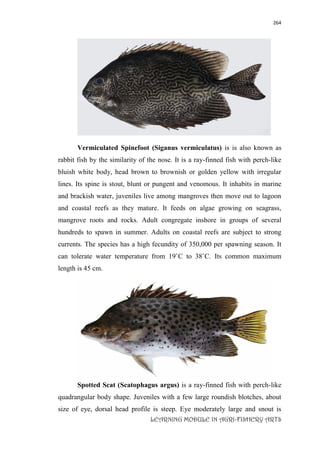 264
LEARNING MODULE IN AGRI-FISHERY ARTS
Vermiculated Spinefoot (Siganus vermiculatus) is is also known as
rabbit fish by the similarity of the nose. It is a ray-finned fish with perch-like
bluish white body, head brown to brownish or golden yellow with irregular
lines. Its spine is stout, blunt or pungent and venomous. It inhabits in marine
and brackish water, juveniles live among mangroves then move out to lagoon
and coastal reefs as they mature. It feeds on algae growing on seagrass,
mangrove roots and rocks. Adult congregate inshore in groups of several
hundreds to spawn in summer. Adults on coastal reefs are subject to strong
currents. The species has a high fecundity of 350,000 per spawning season. It
can tolerate water temperature from 19˚C to 38˚C. Its common maximum
length is 45 cm.
Spotted Scat (Scatophagus argus) is a ray-finned fish with perch-like
quadrangular body shape. Juveniles with a few large roundish blotches, about
size of eye, dorsal head profile is steep. Eye moderately large and snout is
 