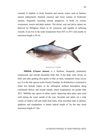 265
LEARNING MODULE IN AGRI-FISHERY ARTS
rounded. It inhabits in fresh, brackish and marine waters such as harbors,
natural embayments, brackish estuaries and lower reaches of freshwater
streams, frequently occurring among mangroves. It feeds on worms,
crustaceans, insects and plant matters. The dorsal, anal and pelvic spines are
believed by Philippine fishers to be venomous and capable of inflicting
wounds. It can live in the water temperature from 20˚C to 28˚C and usually its
maximum length is 38 cm.
Milkfish (Chanos chanos) is a fusiform, elongated, moderately
compressed, and smooth streamline body fish. It has body color silvery on
belly and sides grading olive-green or blue on back, transparent tissue covers
eye. It is the only species in the Family Chanidae. Its distribution is restricted to
either low latitude tropics or the subtropical northern hemisphere along
continental shelves and around islands, where temperatures are greater than
20˚C. Milkfish only spawn in saline waters. Spawning takes place near coral
reefs during the warm month of the year. Juveniles and adults eat a wide
variety of relative soft and small food items, from microbial mats to detritus,
epiphytes and zooplankton. It attains typical length of 1m but may reach
maximum length of 1.8m.
 