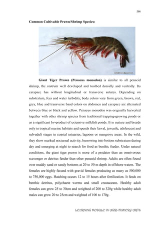 266
LEARNING MODULE IN AGRI-FISHERY ARTS
Common Cultivable Prawn/Shrimp Species:
Giant Tiger Prawn (Penaeus monodon) is similar to all penaeid
shrimp, the rostrum well developed and toothed dorsally and ventrally. Its
carapace has without longitudinal or transverse sutures. Depending on
substratum, fees and water turbidity, body colors vary from green, brown, red,
grey, blue and transverse band colors on abdomen and carapace are alternated
between blue or black and yellow. Penaeus monodon was originally harvested
together with other shrimp species from traditional trapping-growing ponds or
as a significant by-product of extensive milkfish ponds. It is mature and breeds
only in tropical marine habitats and spends their larval, juvenile, adolescent and
sub-adult stages in coastal estuaries, lagoons or mangrove areas. In the wild,
they show marked nocturnal activity, burrowing into bottom substratum during
day and emerging at night to search for food as benthic feeder. Under natural
conditions, the giant tiger prawn is more of a predator than an omnivorous
scavenger or detritus feeder than other penaeid shrimp. Adults are often found
over muddy sand or sandy bottoms at 20 to 50 m depth in offshore waters. The
females are highly fecund with gravid females producing as many as 500,000
to 750,000 eggs. Hatching occurs 12 to 15 hours after fertilization. It feeds on
benthic detritus, polychaete worms and small crustaceans. Healthy adult
females can grow 25 to 30cm and weighted of 200 to 320g while healthy adult
males can grow 20 to 25cm and weighted of 100 to 170g.
 