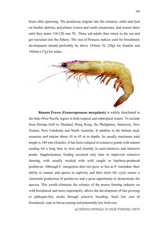 268
LEARNING MODULE IN AGRI-FISHERY ARTS
hours after spawning. The postlarvae migrate into the estuaries, settle and feed
on benthic detritus, polychaete worms and small crustaceans, and remain there
until they attain 110-120 mm TL. These sub-adults then return to the sea and
get recruited into the fishery. The size of Penaeus indicus used for broodstock
development should preferably be above 145mm TL (20g) for females and
140mm (17g) for males.
Banana Prawn (Fenneropenaeus merguinsis) is widely distributed in
the Indo-West Pacific region in both tropical and subtropical waters. To include
from Persian Gulf to Thailand, Hong Kong, the Philippines, Indonesia, New
Guinea, New Caledonia and North Australia. It inhabits in the bottom mud,
estuarine and marine about 10 to 45 m in depths. Its usually maximum total
length is 240 mm (female). It has been cultured in extensive ponds with natural
seeding for a long time in Asia and recently in semi-intensive and intensive
ponds. Supplementary feeding occurred only later in improved extensive
farming, with usually stocked with wild caught or hatchery-produced
postlarvae. Although F. merguinsis does not grow as fast as P. monodon, their
ability to mature and spawn in captivity and their short life cycle ensure a
consistent production of postlarvae and a great opportunity to domesticate the
species. This would eliminate the reliance of the prawn farming industry on
wild broodstock and more importantly, allows the development of fast growing
or pathogen-free stocks through selective breeding. Such low cost of
broodstock, ease in larvae rearing and potentially low feed cost.
 