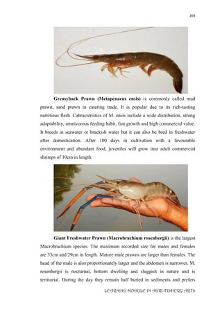 269
LEARNING MODULE IN AGRI-FISHERY ARTS
Greasyback Prawn (Metapenaeus ensis) is commonly called mud
prawn, sand prawn in catering trade. It is popular due to its rich-tasting
nutritious flesh. Cahracteristics of M. ensis include a wide distribution, strong
adaptability, omnivorous feeding habit, fast growth and high commercial value.
It breeds in seawater or brackish water but it can also be bred in freshwater
after domestication. After 100 days in cultivation with a favourable
environment and abundant food, juveniles will grow into adult commercial
shrimps of 10cm in length.
Giant Freshwater Prawn (Macrobrachium rosenbergii) is the largest
Macrobrachium species. The maximum recorded size for males and females
are 33cm and 29cm in length. Mature male prawns are larger than females. The
head of the male is also proportionately larger and the abdomen is narrower. M.
rosenbergii is nocturnal, bottom dwelling and sluggish in nature and is
territorial. During the day they remain half buried in sediments and prefers
 