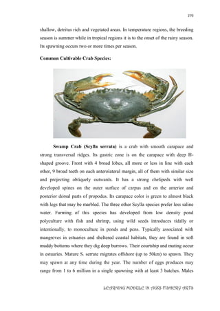 270
LEARNING MODULE IN AGRI-FISHERY ARTS
shallow, detritus rich and vegetated areas. In temperature regions, the breeding
season is summer while in tropical regions it is to the onset of the rainy season.
Its spawning occurs two or more times per season.
Common Cultivable Crab Species:
Swamp Crab (Scylla serrata) is a crab with smooth carapace and
strong transversal ridges. Its gastric zone is on the carapace with deep H-
shaped groove. Front with 4 broad lobes, all more or less in line with each
other, 9 broad teeth on each anterolateral margin, all of them with similar size
and projecting obliquely outwards. It has a strong chelipeds with well
developed spines on the outer surface of carpus and on the anterior and
posterior dorsal parts of propodus. Its carapace color is green to almost black
with legs that may be marbled. The three other Scylla species prefer less saline
water. Farming of this species has developed from low density pond
polyculture with fish and shrimp, using wild seeds introduces tidally or
intentionally, to monoculture in ponds and pens. Typically associated with
mangroves in estuaries and sheltered coastal habitats, they are found in soft
muddy bottoms where they dig deep burrows. Their courtship and mating occur
in estuaries. Mature S. serrate migrates offshore (up to 50km) to spawn. They
may spawn at any time during the year. The number of eggs produces may
range from 1 to 6 million in a single spawning with at least 3 batches. Males
 