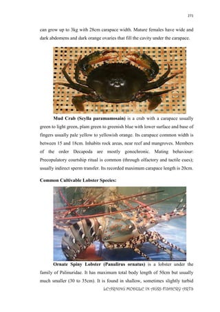271
LEARNING MODULE IN AGRI-FISHERY ARTS
can grow up to 3kg with 28cm carapace width. Mature females have wide and
dark abdomens and dark orange ovaries that fill the cavity under the carapace.
Mud Crab (Scylla paramamosain) is a crab with a carapace usually
green to light green, plam green to greenish blue with lower surface and base of
fingers usually pale yellow to yellowish orange. Its carapace common width is
between 15 and 18cm. Inhabits rock areas, near reef and mangroves. Members
of the order Decapoda are mostly gonochronic. Mating behaviour:
Precopulatory courtship ritual is common (through olfactory and tactile cues);
usually indirect sperm transfer. Its recorded maximum carapace length is 20cm.
Common Cultivable Lobster Species:
Ornate Spiny Lobster (Panulirus ornatus) is a lobster under the
family of Palinuridae. It has maximum total body length of 50cm but usually
much smaller (30 to 35cm). It is found in shallow, sometimes slightly turbid
 