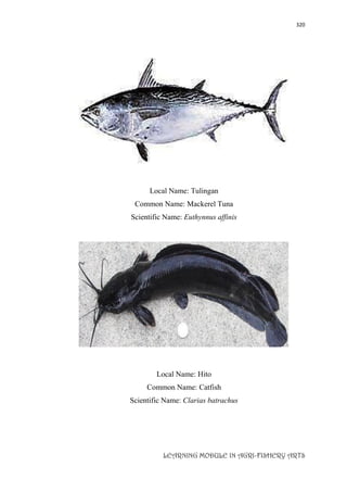 320
LEARNING MODULE IN AGRI-FISHERY ARTS
Local Name: Tulingan
Common Name: Mackerel Tuna
Scientific Name: Euthynnus affinis
Local Name: Hito
Common Name: Catfish
Scientific Name: Clarias batrachus
 