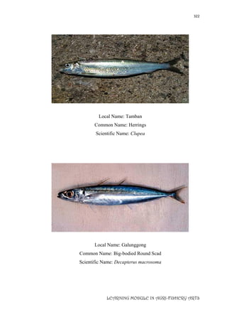322
LEARNING MODULE IN AGRI-FISHERY ARTS
Local Name: Tamban
Common Name: Herrings
Scientific Name: Clupea
Local Name: Galunggong
Common Name: Big-bodied Round Scad
Scientific Name: Decapterus macrosoma
 
