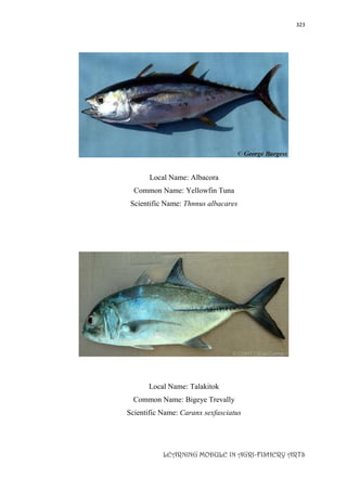 323
LEARNING MODULE IN AGRI-FISHERY ARTS
Local Name: Albacora
Common Name: Yellowfin Tuna
Scientific Name: Thnnus albacares
Local Name: Talakitok
Common Name: Bigeye Trevally
Scientific Name: Caranx sexfasciatus
 