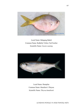 327
LEARNING MODULE IN AGRI-FISHERY ARTS
Local Name: Dalagang Bukid
Common Name: Redbelly Yellow Tail Fusilier
Scientific Name: Caesio cunning
Local Name: Dumpilas
Common Name: Hamilton’s Thryssa
Scientific Name: Thryssa hamiltonii
 