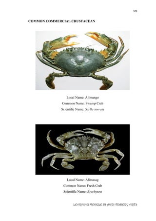 329
LEARNING MODULE IN AGRI-FISHERY ARTS
COMMON COMMERCIAL CRUSTACEAN
Local Name: Alimango
Common Name: Swamp Crab
Scientific Name: Scylla serrata
Local Name: Alimasag
Common Name: Fresh Crab
Scientific Name: Brachyura
 