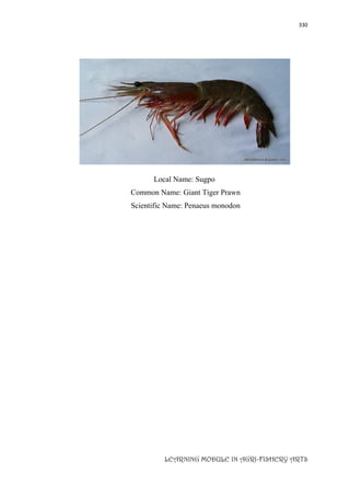330
LEARNING MODULE IN AGRI-FISHERY ARTS
Local Name: Sugpo
Common Name: Giant Tiger Prawn
Scientific Name: Penaeus monodon
 