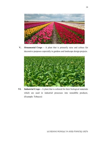 26
LEARNING MODULE IN AGRI-FISHERY ARTS
V. Ornamental Crops – A plant that is primarily raise and culture for
decorative purposes especially in gardens and landscape design projects.
VI. Industrial Crops – A plant that is cultured for their biological materials
which are used in industrial processes into nonedible products.
(Example: Tobacco)
 