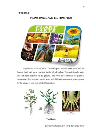 40
LEARNING MODULE IN AGRI-FISHERY ARTS
LESSON 6:
PLANT PARTS AND ITS FUNCTION
A plant has different parts. The main parts are the roots, stem and the
leaves. Each part has a vital role in the life of a plant. The root absorbs water
and different nutrients in the ground. The roots also establish the plant as
foundation. The stem carries the water and different nutrients from the ground
to the leaves. It also supports the foundation.
The Roots
 