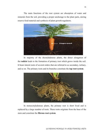 41
LEARNING MODULE IN AGRI-FISHERY ARTS
The main functions of the root system are absorption of water and
minerals from the soil, providing a proper anchorage to the plant parts, storing
reserve food material and synthesis of plant growth regulators.
In majority of the dicotyledonous plants, the direct elongation of
the radicle leads to the formation of primary root which grows inside the soil.
It bears lateral roots of several orders that are referred to as secondary, tertiary,
and so on. The primary roots and its branches constitute the tap root system.
In monocotyledonous plants, the primary root is short lived and is
replaced by a large number of roots. These roots originate from the base of the
stem and constitute the fibrous root system.
 